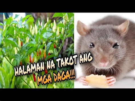 paminta ayaw ng daga wikipedia